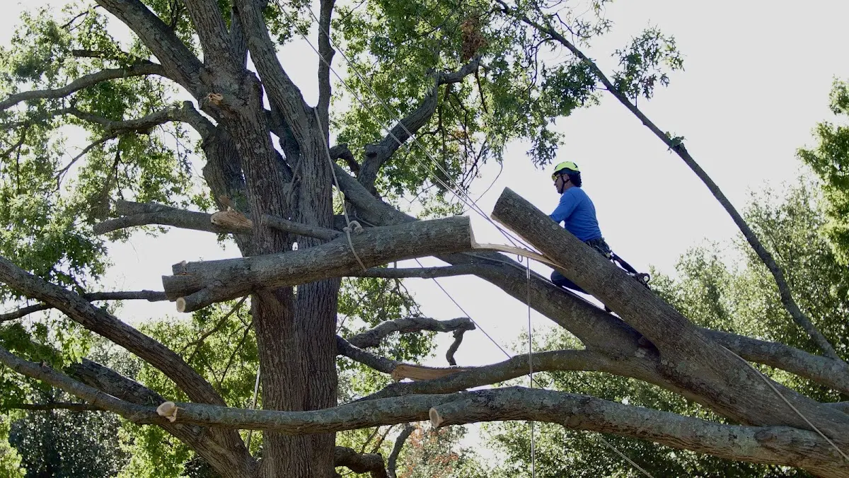 Professional Hazardous Tree Removal performed by certified arborists in Gary